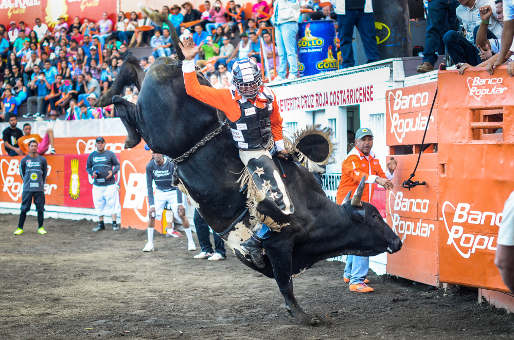 Riding bulls in Costa Rica